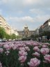 Les Tulipes de Prague.JPG - 